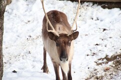 画像：雪の動物園