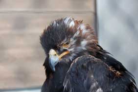 写真：イヌワシの鳥海