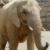 写真：アフリカゾウ