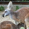 写真：アカカンガルー