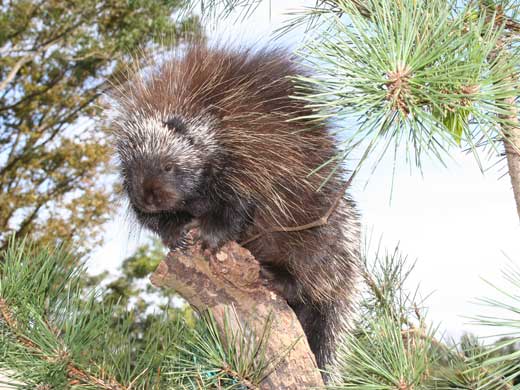 写真：カナダヤマアラシ