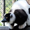写真：エリマキキツネザル