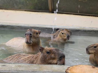 写真：カピバラ1
