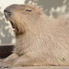写真：カピバラ