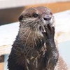 写真：コツメカワウソ