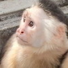 写真：ノドジロオマキザル