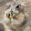 写真：プレーリードッグ