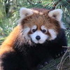 写真：シセンレッサーパンダ