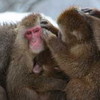 写真：ニホンザル
