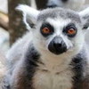 写真：ワオキツネザル