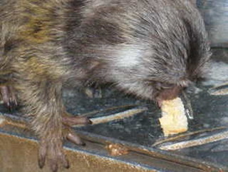 写真:パンを食べてます