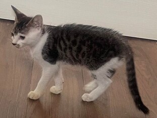 R7-4猫の写真