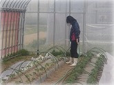 写真：新規就農研修77