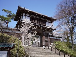 写真:表門(一の門)の桜