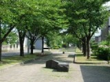 写真：大川散歩道