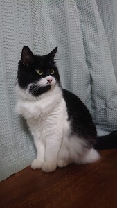 猫の写真：R7-4
