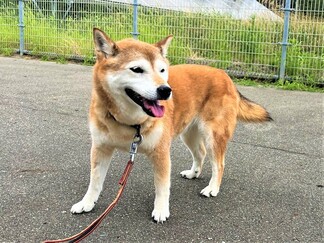 犬C002の写真