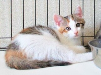 猫F013の写真