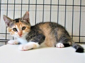 猫F014の写真