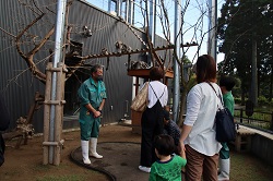 写真：ワオキツネザル展示場の見学