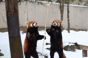 画像:レッサーパンダ