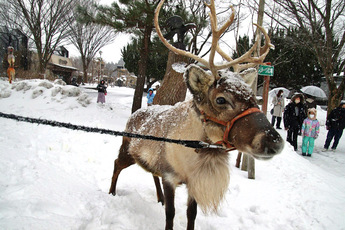 画像:トナカイの園内散歩