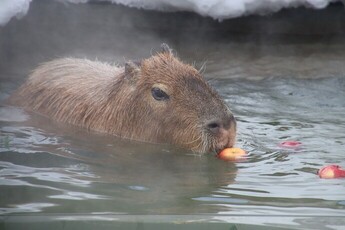 画像:カピバラの湯っこ