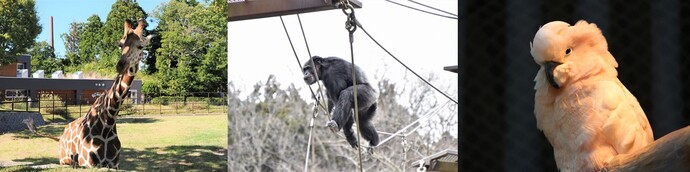 ほしい物写真