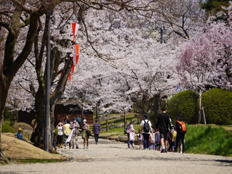 桜並木の写真