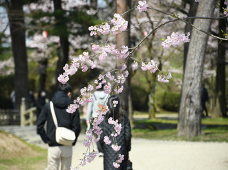 桜の枝の写真