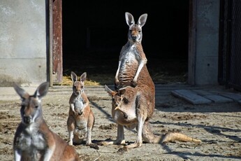 写真：カンガルーの親子