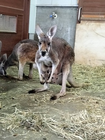 写真:カンガルーの親子2