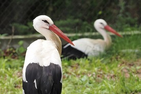 写真：シュバシコウの「ばしこ」と「ばし」